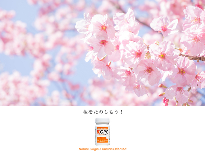 桜を楽しもう！